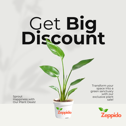 Bird of Paradise Plant - XL
