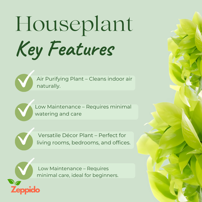 Money Plant Golden (Epipremnum aureum) – Lucky Indoor Climber