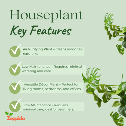 Monstera Deliciosa Plant