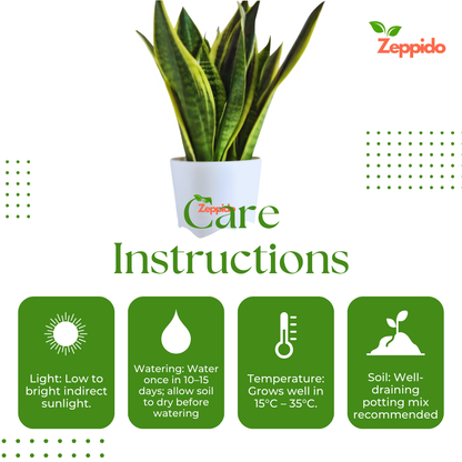 Snake Plant – Golden Hahnii (Sansevieria trifasciata ‘Golden Hahnii’)