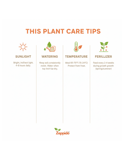 Snake Plant Live | Air Purifying Indoor Plant | Low Maintenance Succulent for Home & Office Décor | Perfect Oxygen Booster | With Pot – Easy Growing Houseplant