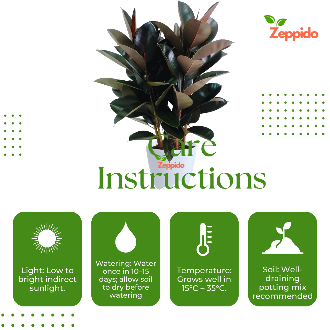 Rubber Plant (Ficus elastica) – Stylish Indoor Foliage Plant.