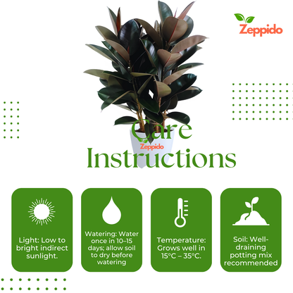 Rubber Plant (Ficus elastica) – Stylish Indoor Foliage Plant.