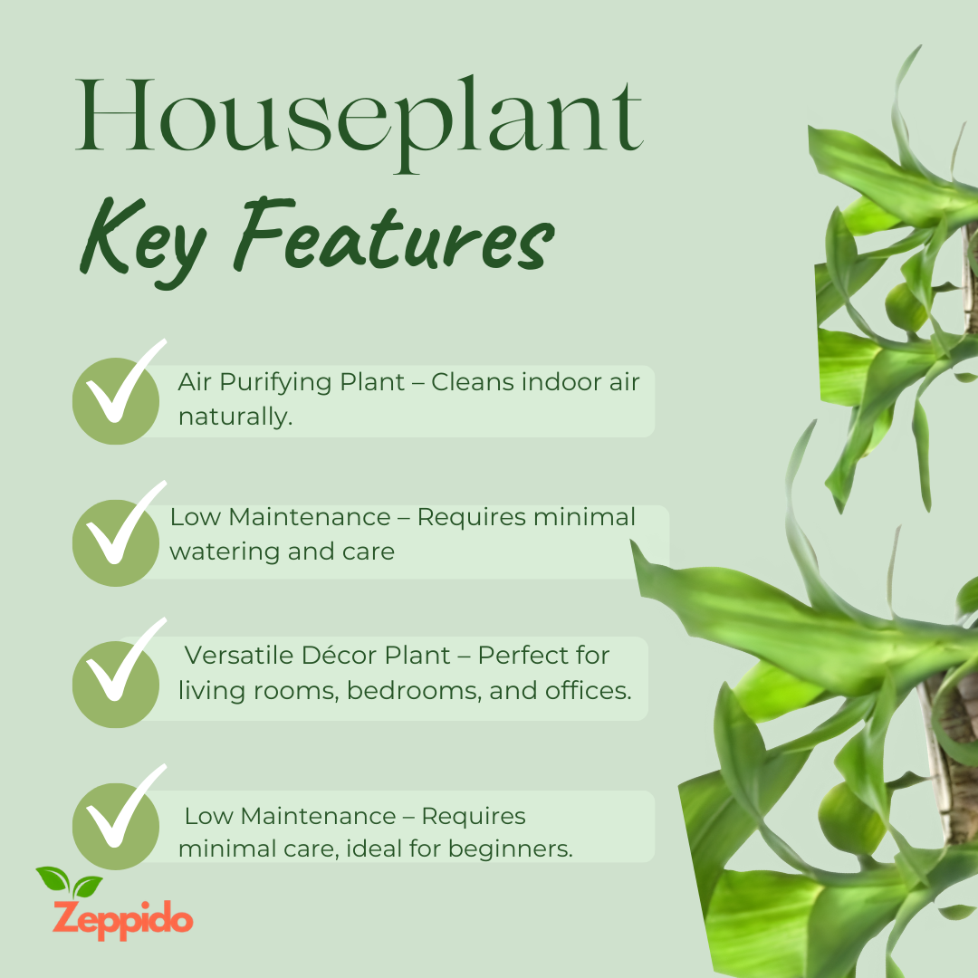 Brazilian Wood Plant (Dracaena fragrans ‘Massangeana’) – Elegant Indoor Plant. 🌿✨