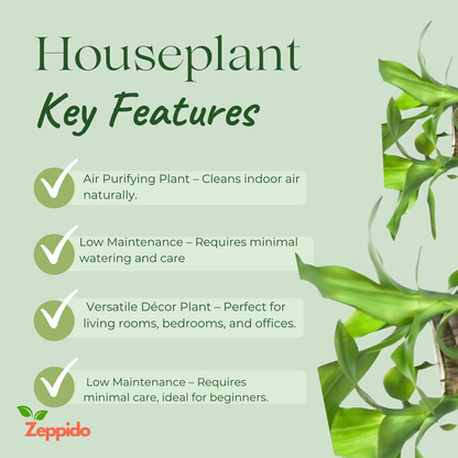 Brazilian Wood Plant (Dracaena fragrans ‘Massangeana’) – Elegant Indoor Plant. 🌿✨