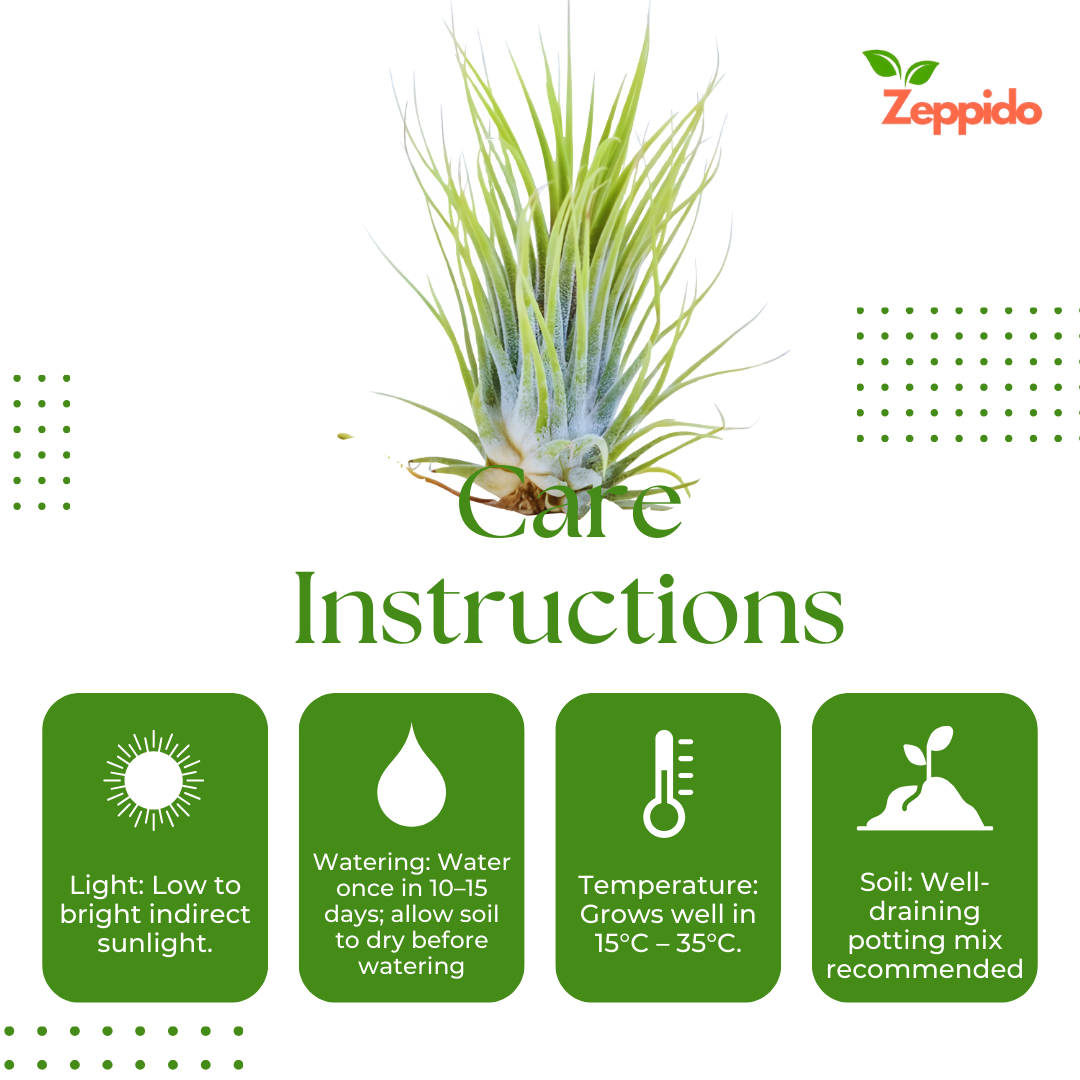 Air Plant, Tillandsia ionantha Guatemala (Medium) - Plant
