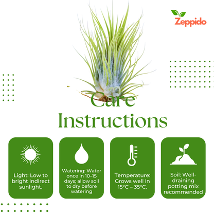 Air Plant, Tillandsia ionantha Guatemala (Medium) - Plant