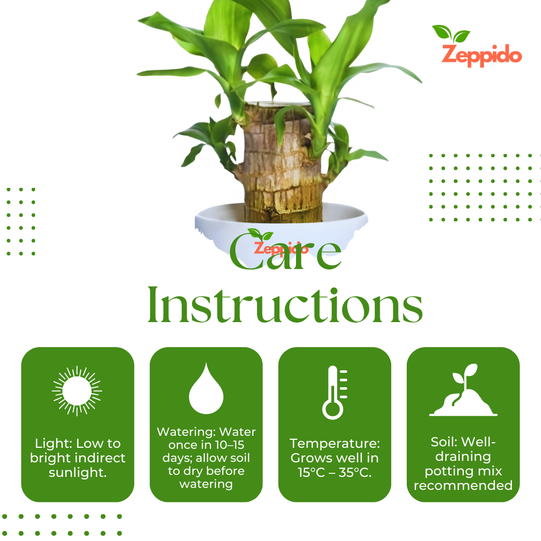 Brazilian Wood Plant (Dracaena fragrans ‘Massangeana’) – Elegant Indoor Plant. 🌿✨