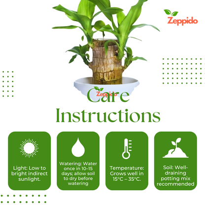 Brazilian Wood Plant (Dracaena fragrans ‘Massangeana’) – Elegant Indoor Plant. 🌿✨