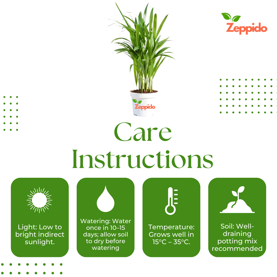 Areca Palm Plant XL