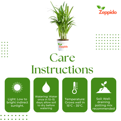 Areca Palm Plant XL