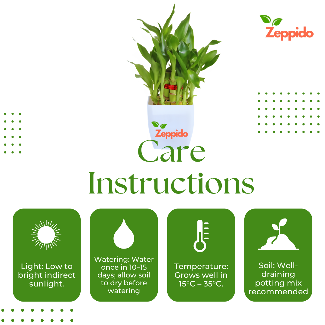 Lucky Bamboo Plant – 3 Layer (Dracaena sanderiana) 🌱🍀