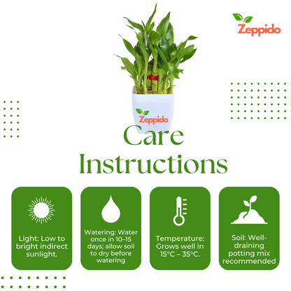 Lucky Bamboo Plant – 3 Layer (Dracaena sanderiana) 🌱🍀
