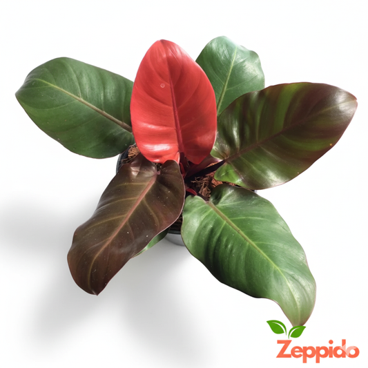 Philodendron Cherry Red Plant Sapling(1Pc)