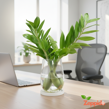 ZZ Plant Sapling(1Pc).