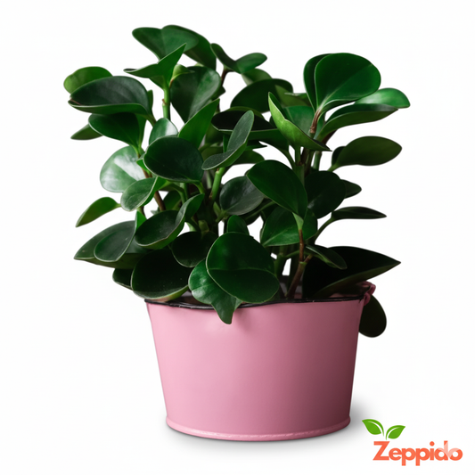 Peperomia Green Plant Sapling (1pc)