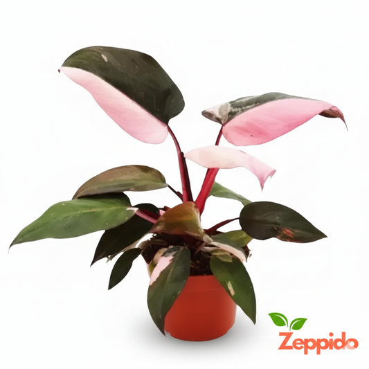 Philodendron Pink Princess Plant Sapling (1pc)