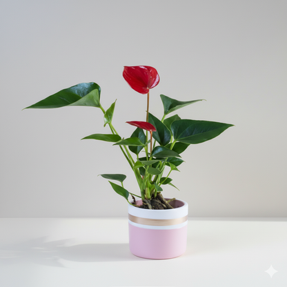 Anthurium Red Plant Sapling (1pc)