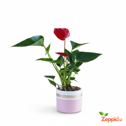 Anthurium Red Plant Sapling (1pc)