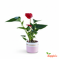 Anthurium Red Plant Sapling (1pc)