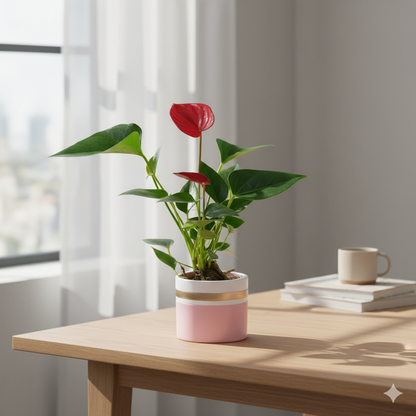 Anthurium Red Plant Sapling (1pc)