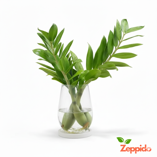 ZZ Plant Sapling(1Pc).