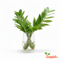 ZZ Plant Sapling(1Pc).