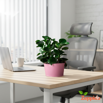 Peperomia Green Plant Sapling (1pc)