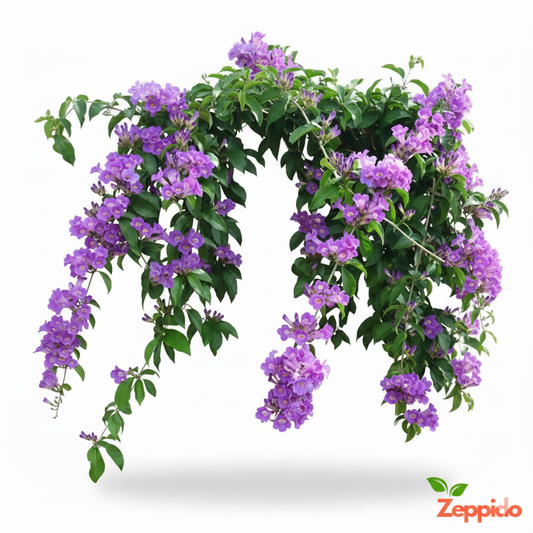 Wall Creeper Plant sapling (1pc)