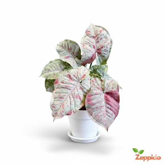 Syngonium Confetti Plant Sapling (1pc)