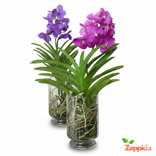 Dendrobium Orchid Plant Sapling (1pc)