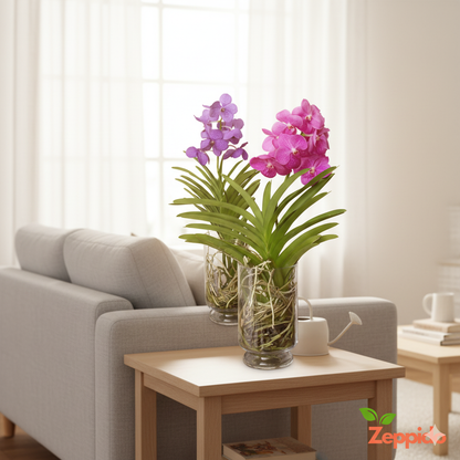 Dendrobium Orchid Plant Sapling (1pc)