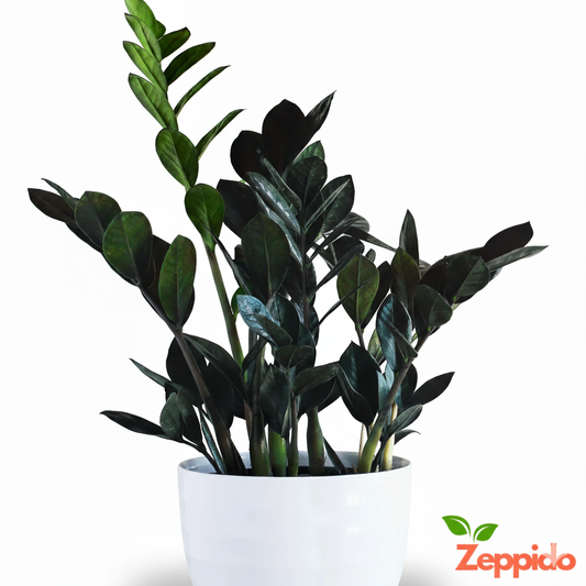 Rare Black ZZ Plant Sapling (1pc)