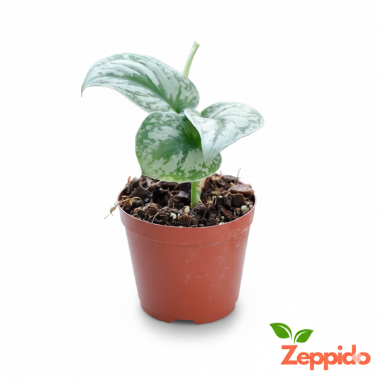 Silver Money Plant Sapling (1pc)