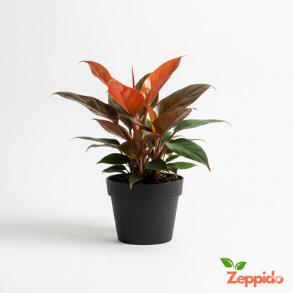 Philodendron Cherry Red Plant Sapling(1Pc)
