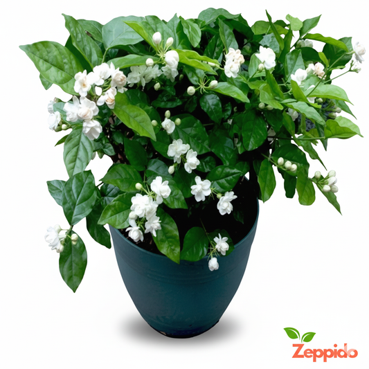 Arabian Jasmine Plant Sapling (1pc)