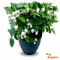 Arabian Jasmine Plant Sapling (1pc)