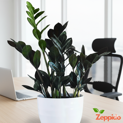 Rare Black ZZ Plant Sapling (1pc)