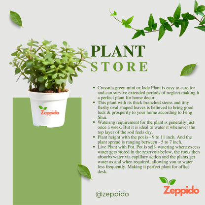 Jade Plant (Crassula ovata) – Symbol of Good Luck & Prosperity