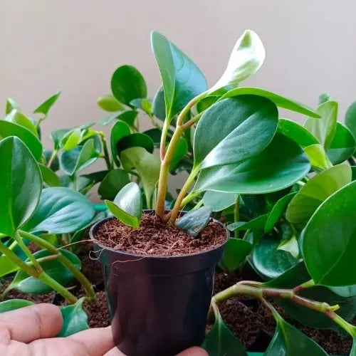 Peperomia Green Plant Sapling (1pc)